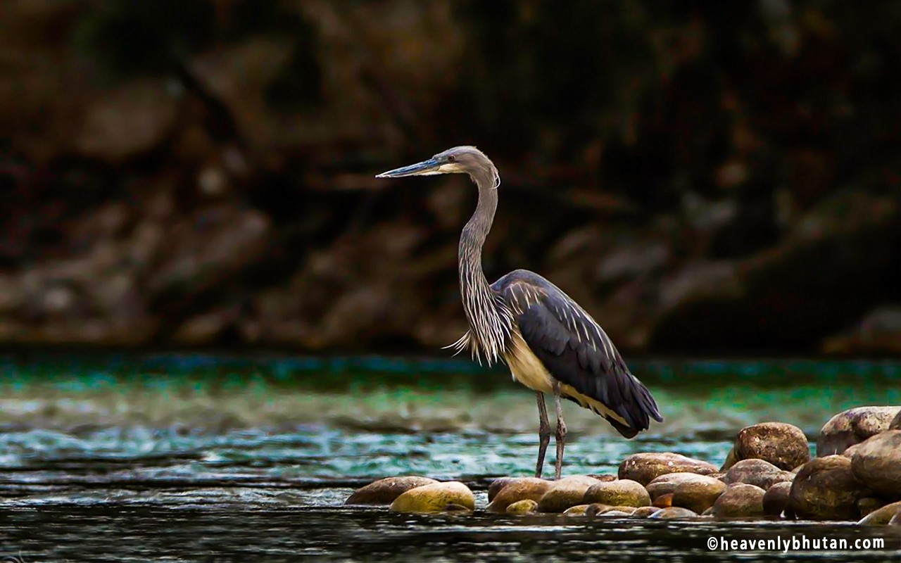 Birding Tours, White-Bellied-Heron